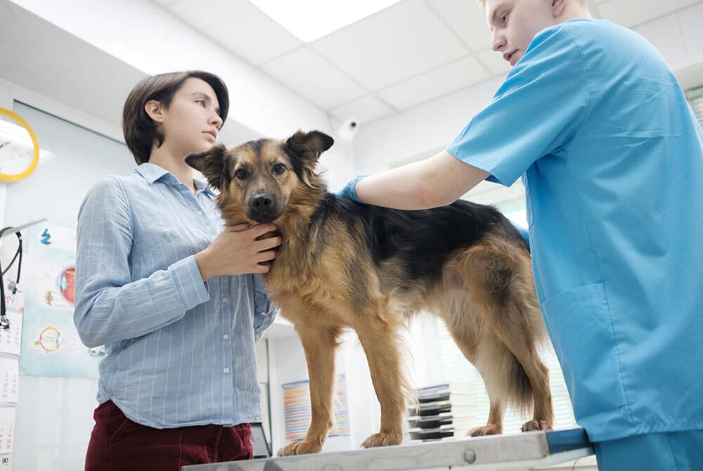 A veterinarian in blue scrubs examines a brown and black dog on a table. A concerned person stands beside the dog, gently holding its head. The scene takes place in a bright veterinary clinic.