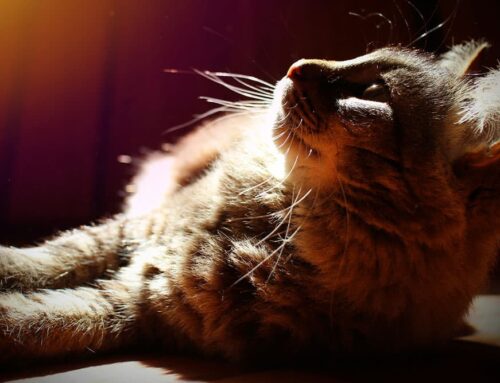 Heart Disease in Older Pets: Supporting Comfort, Managing Decline, and Knowing When It’s Time