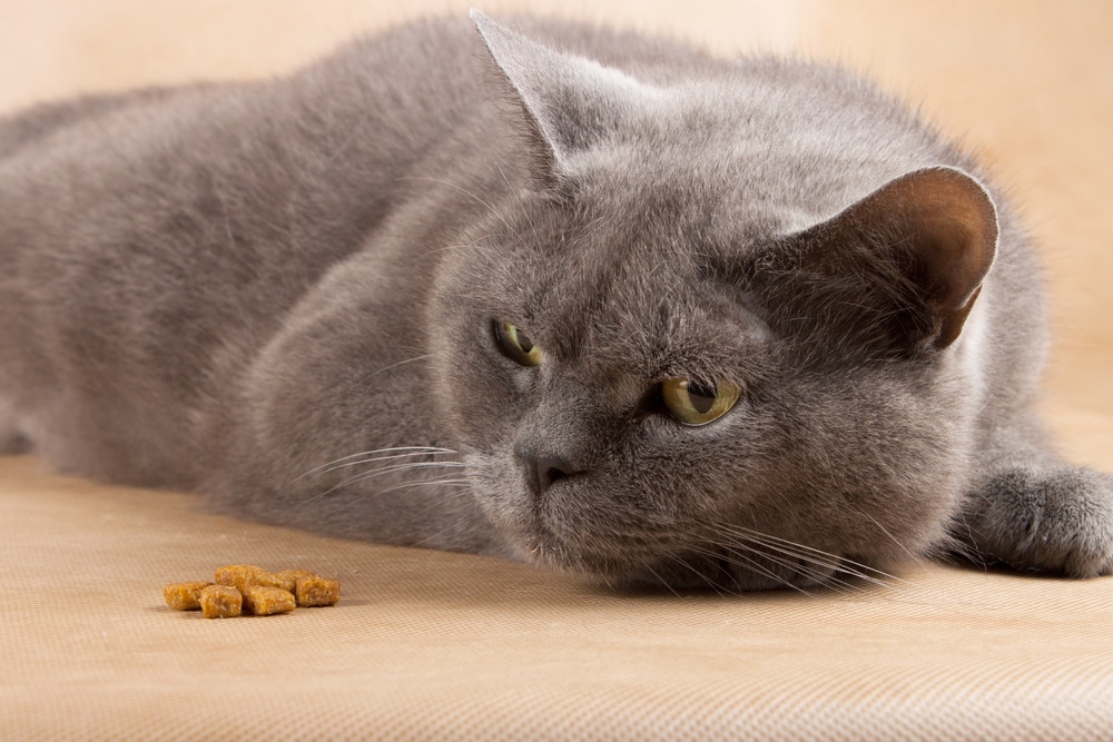 A gray cat lying on a beige surface, staring intently at a small pile of dry cat food in front of it.