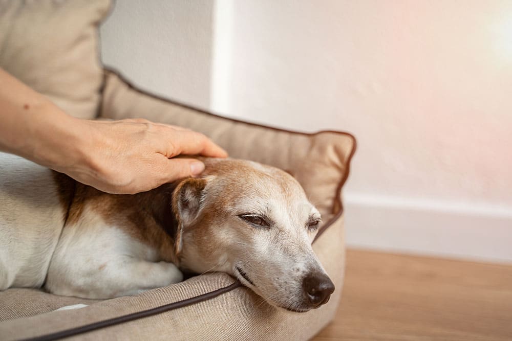 A person gently pets an older dog resting on a soft dog bed. The dog looks calm and comfortable, with eyes partly closed, enjoying the affection in a cozy indoor setting.