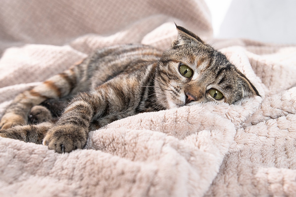 A tabby cat with green eyes lies comfortably on a soft, beige, fluffy blanket, looking directly at the camera with its head resting on the blanket.