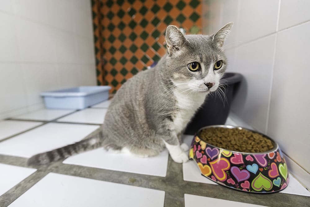 A gray and white cat sits on a tiled floor next to a colorful bowl filled with dry cat food, reminiscent of a treat from the vet. The background includes a litter box and a wall with a red and green diamond pattern.