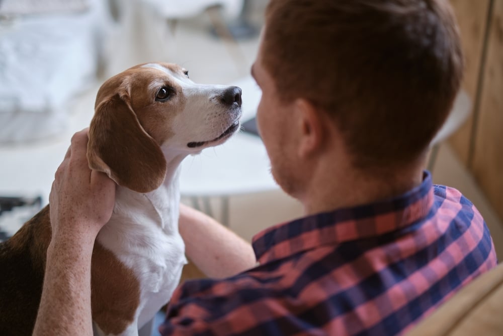 A person with short red hair, wearing a plaid shirt, is sitting and gently holding a beagle's face. The dog looks up at the person with a calm expression in a cozy indoor setting.