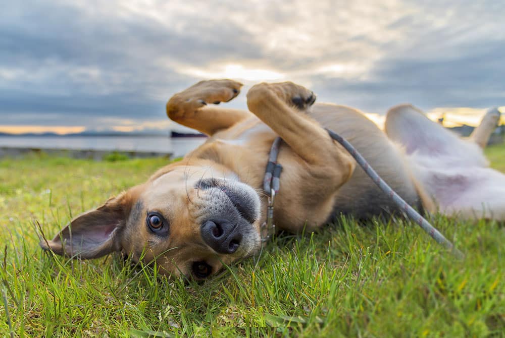 A brown and white dog is playfully lying on its back on the green grass, leash attached, as if waiting for a visit to the vet. The sky is cloudy, but there's a hint of sunlight in the background. Its ears are perked up, and front paws are in the air.