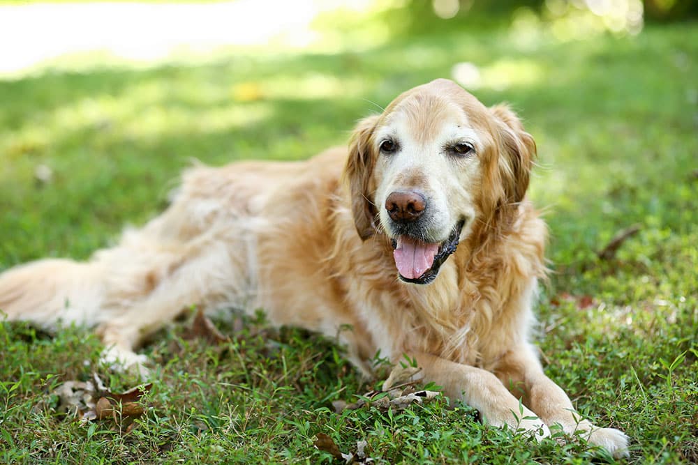 A golden retriever lies on green grass, smiling with its tongue out, as if just back from a vet visit. The dog appears relaxed and content in the outdoor setting, with soft sunlight filtering through the trees in the background.