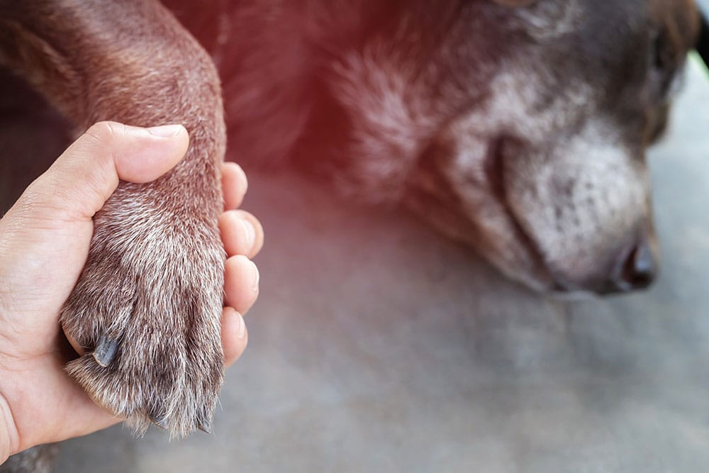 A person gently holds the paw of a sleeping elderly dog, showing a comforting and caring gesture. The dog’s fur is graying, indicating its age.