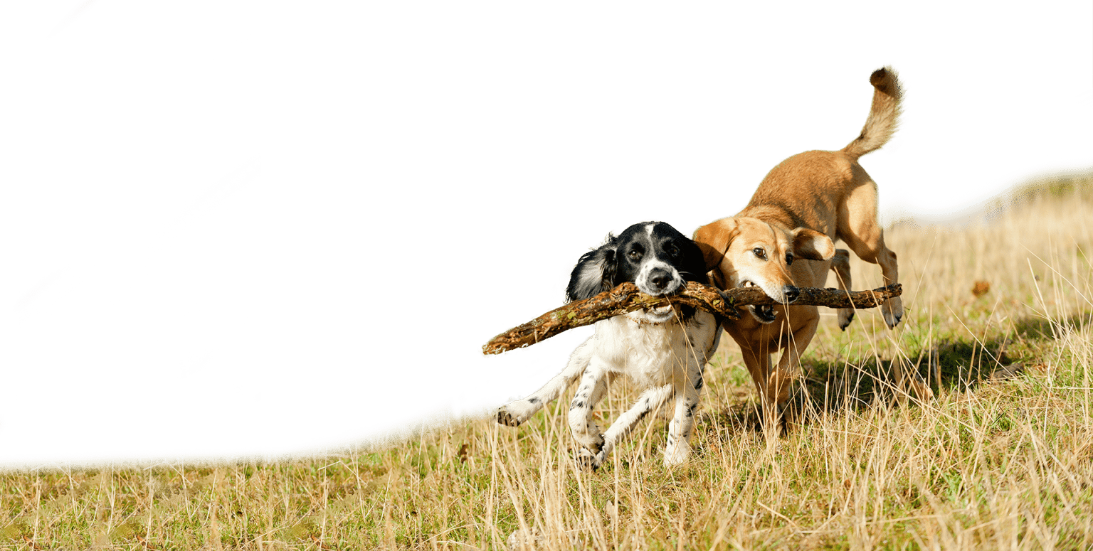 Two dogs joyfully running on a grassy field, as if encouraged by their veterinarian's health advice. One is black and white, the other brown, both holding onto the same large stick with their mouths. The background is clear, suggesting a sunny day.