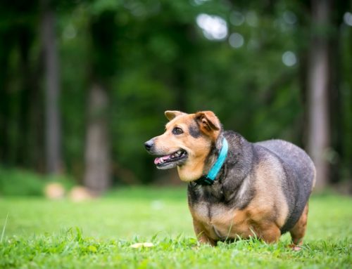 Body Condition and Quality of Life in Senior Pets: What Weight Can Tell You