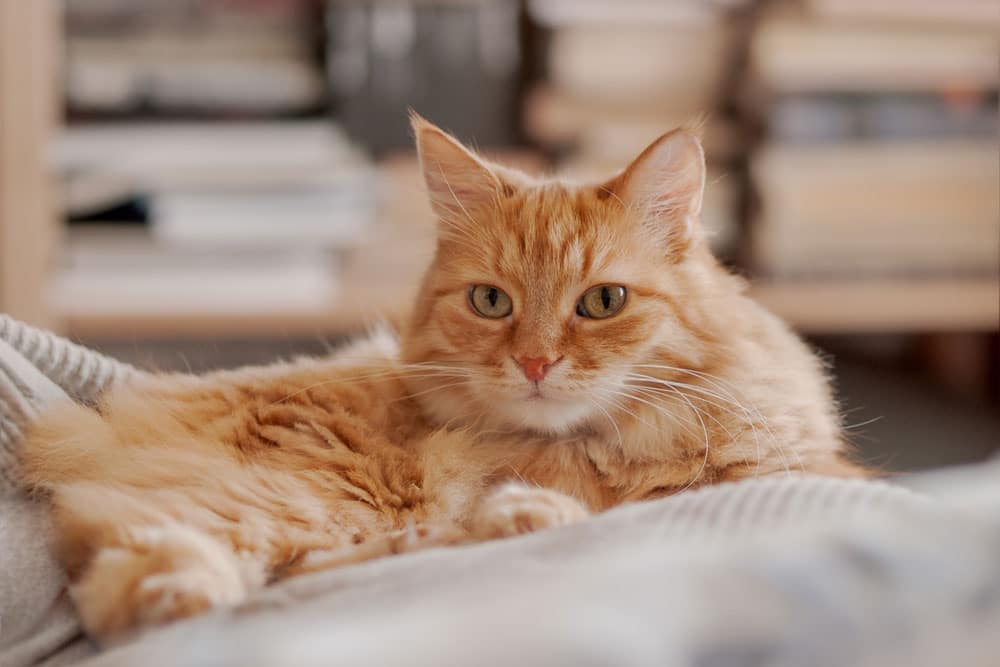 A fluffy orange cat with greenish eyes lies on a soft, light-colored surface, looking calmly at the camera. Blurred stacks of books are visible in the background.