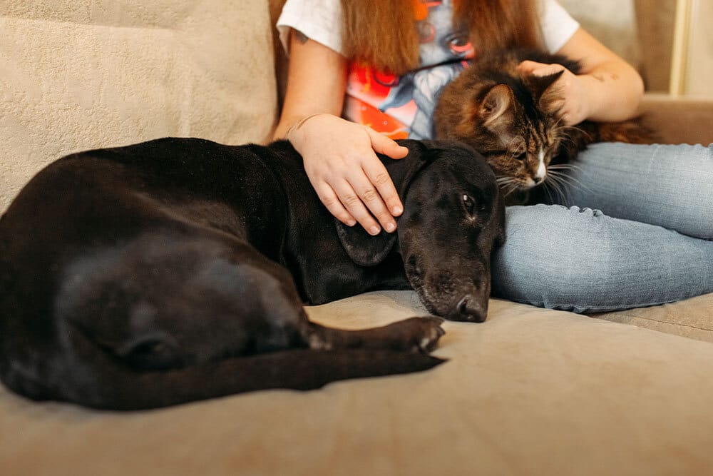A person sitting on a couch pets a brown tabby cat on their lap while a black dog lies beside them, resting its head and looking relaxed.