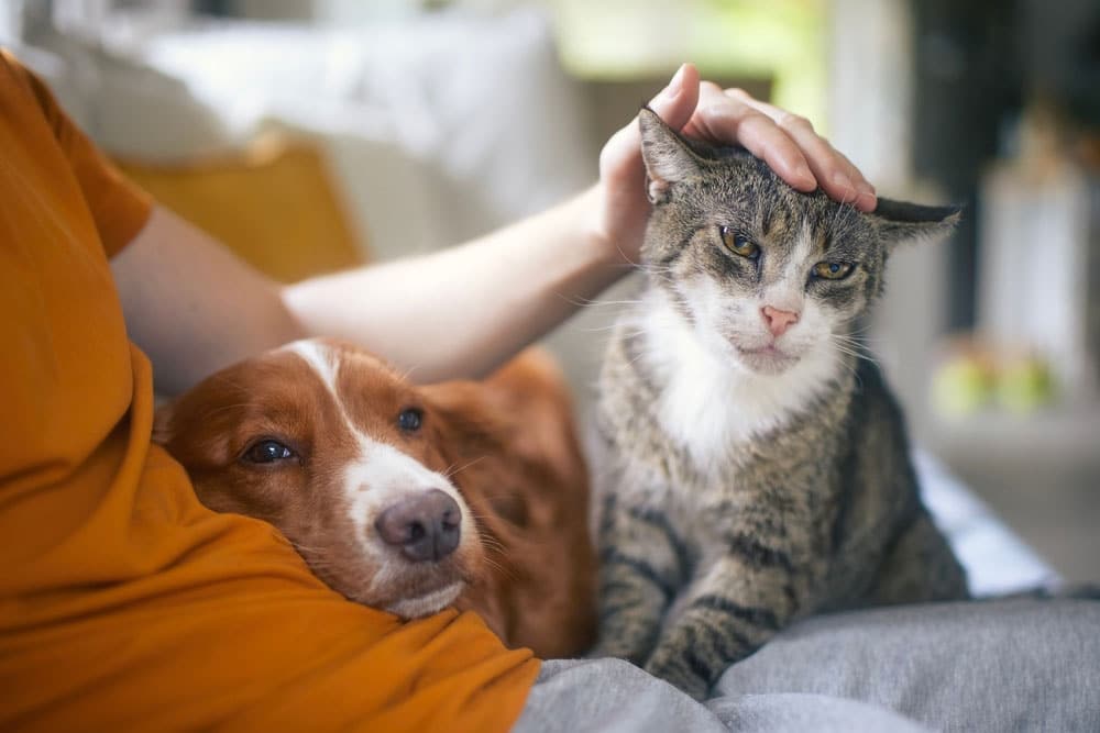 A person in an orange shirt sits with a relaxed brown and white dog resting its head on their lap and a gray tabby cat being gently petted, both animals looking calm and comfortable.