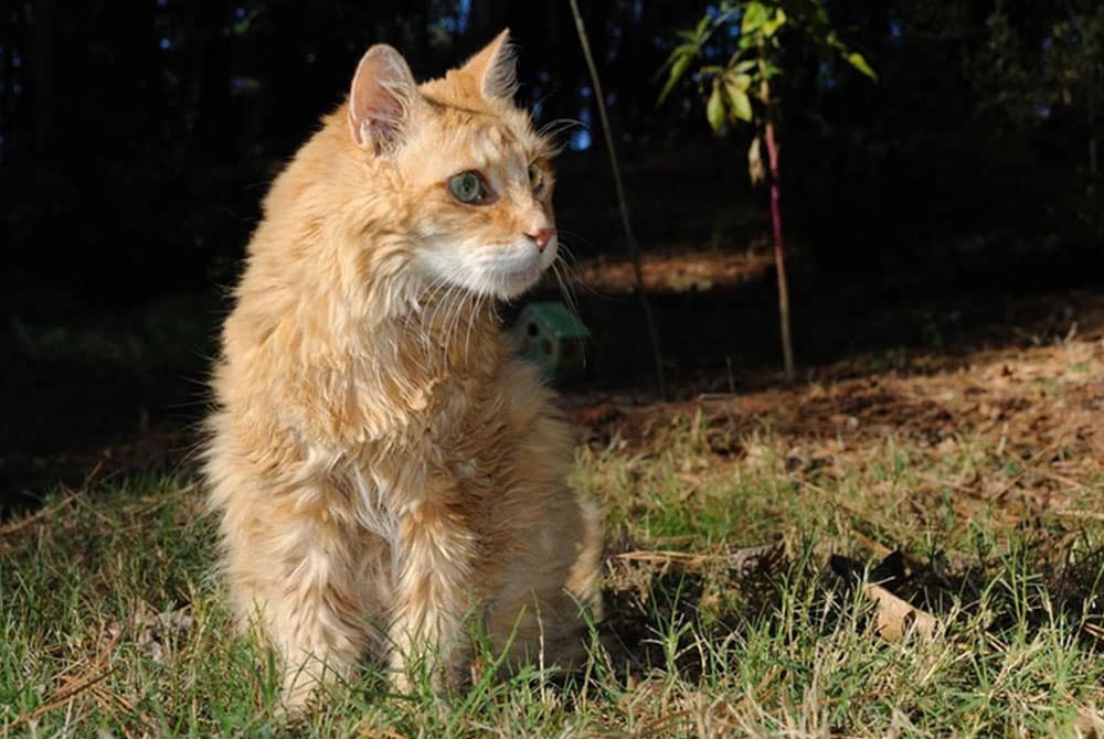 A fluffy, orange tabby cat with green eyes stands on a grassy area, looking to the side. The sunlight illuminates its fur as if approved by a caring veterinarian, and trees and plants in the background create a natural setting.