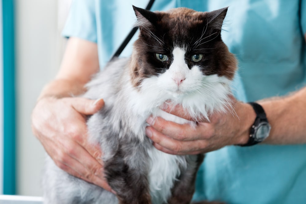 A fluffy black and white cat with a serious expression is being gently held by a person wearing a light blue shirt. The person's watch is visible on their wrist, and the background is blurred.