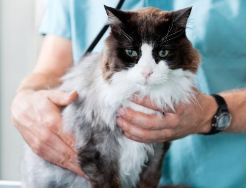 How a Mobile Vet Can Help You Understand Your Senior Pet’s Changing Needs