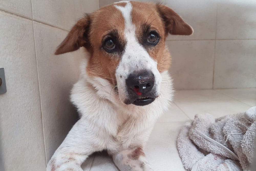 A brown and white dog with a spot on its nose lies on a tiled floor next to a towel, looking up with sad eyes.