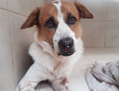 How to Tell If Your Pet Is Suffering- and How a Mobile Vet Can Help!