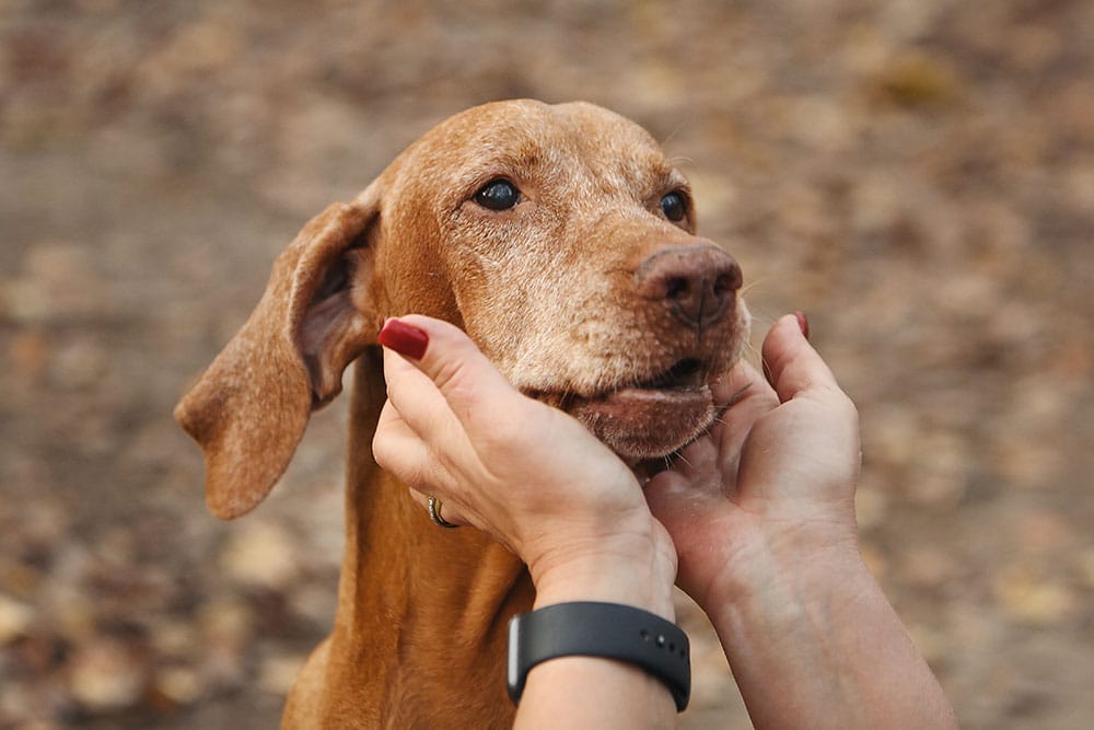 A person gently holds the face of a brown dog with both hands outdoors. The dog appears calm and content, and the background is blurred with earth tones, suggesting a natural setting.