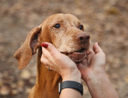 Comfort and Compassion: Providing Hospice Care for Pets at Home