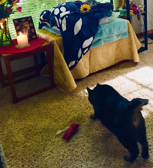 A cat strolls toward a memorial setup on a table adorned with flowers, a framed photo, a lit candle, and a blanket with a sunflower atop. A small toy rests on the carpet in the foreground as sunlight filters through the window blinds—a silent nod to its beloved vet.