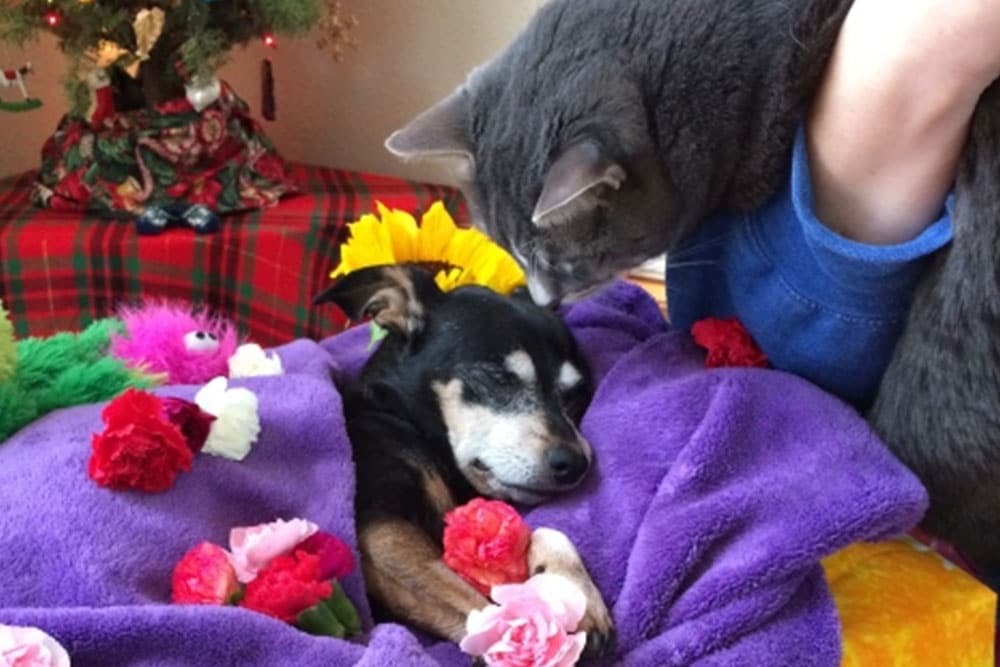 A small dog is wrapped in a purple blanket, surrounded by flowers, appearing to rest peacefully. A gray cat and a veterinarian gently lean over from the right, both showing tenderness. A Christmas tree with a plaid skirt is seen in the background.