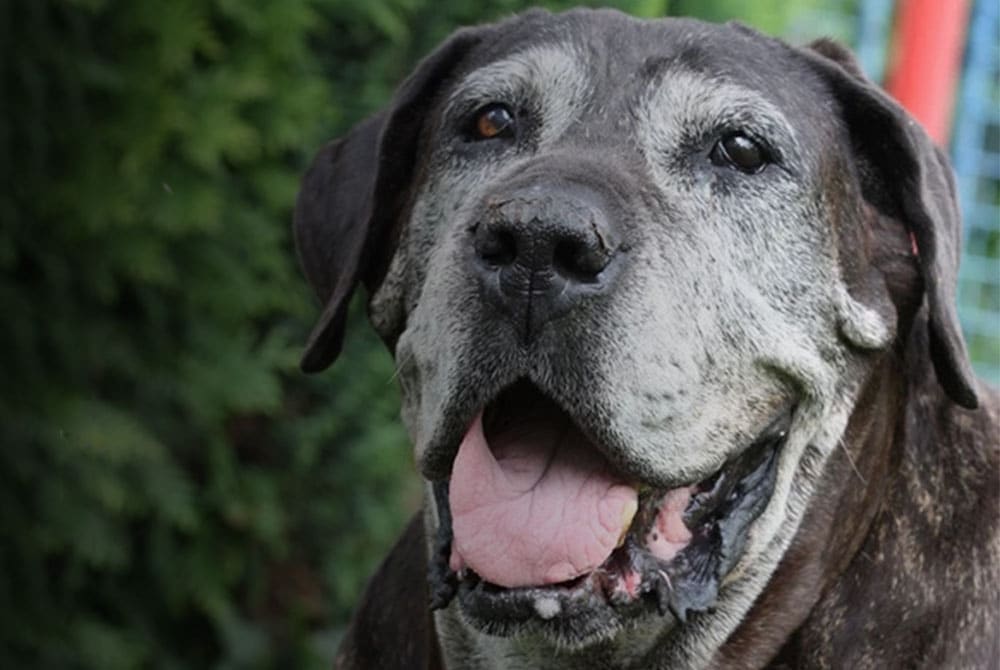 A close-up of a large, smiling dog with a graying face and floppy ears, reminiscent of cherished visits to the veterinarian. The dog looks slightly upward with its mouth open and tongue out against a blurred, leafy green background.