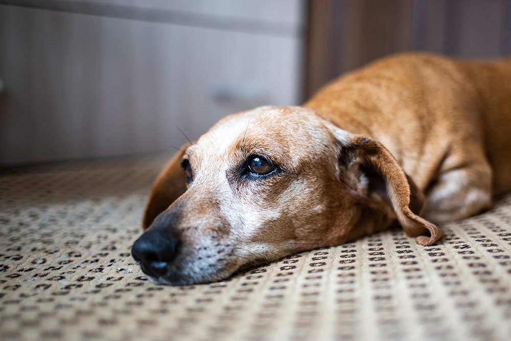 A brown dog with white fur around its muzzle lies on a patterned carpet, resting its head on the floor and looking off to the side with a calm expression.