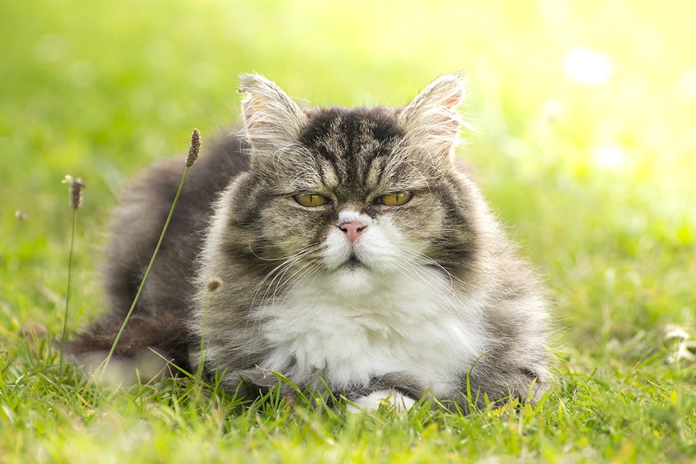 A fluffy, long-haired cat with white and gray fur lies on green grass, looking directly at the camera with a calm, slightly grumpy expression. Sunlight softly illuminates the background.