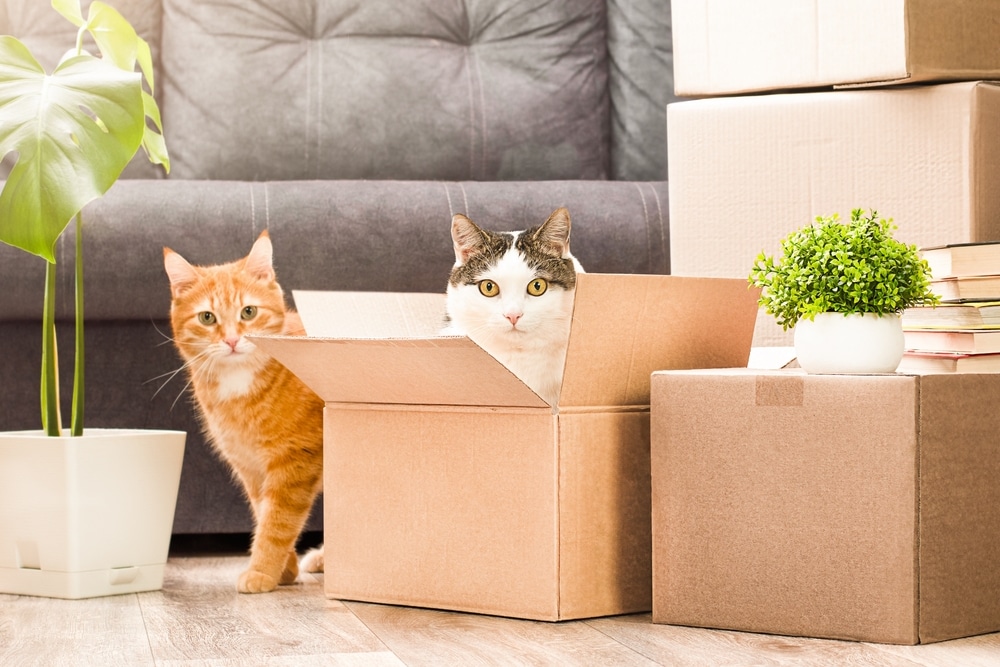 A ginger cat stands next to a box, while a black-and-white cat sits inside it. They are surrounded by cardboard boxes, a green potted plant, and books in a cozy living room.