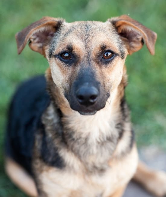 A medium-sized dog with a tan and black coat and attentive brown eyes sits on grass, facing the camera, as if awaiting a treat from its trusted veterinarian. Its ears are perked up, and the background is slightly out of focus.