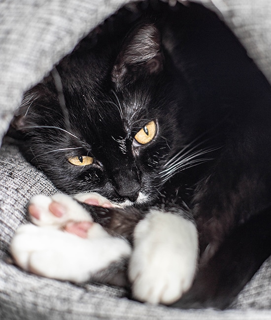 A black and white cat with bright yellow eyes is curled up comfortably in a cozy, textured gray fabric, looking directly at the camera. Its paws are tucked under its chin, exuding a relaxed demeanor that would surely impress any veterinarian.