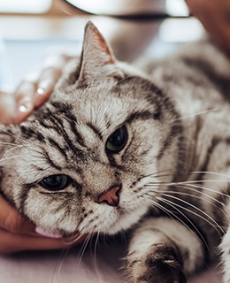 A gray tabby cat with green eyes lies comfortably, being gently petted by a person's hand. Recently checked by the vet, the cat looks content and relaxed on a soft surface.