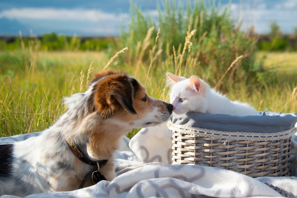 A dog and a white cat sit on a blanket in a grassy field. The cat is in a woven basket, while the dog looks at it closely. The scene is outdoors and sunlit.
