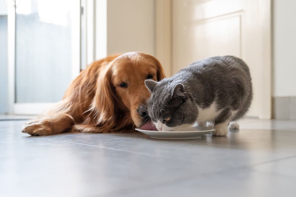 A golden retriever and a gray and white cat eat together from a white plate on a tiled floor in a bright room.