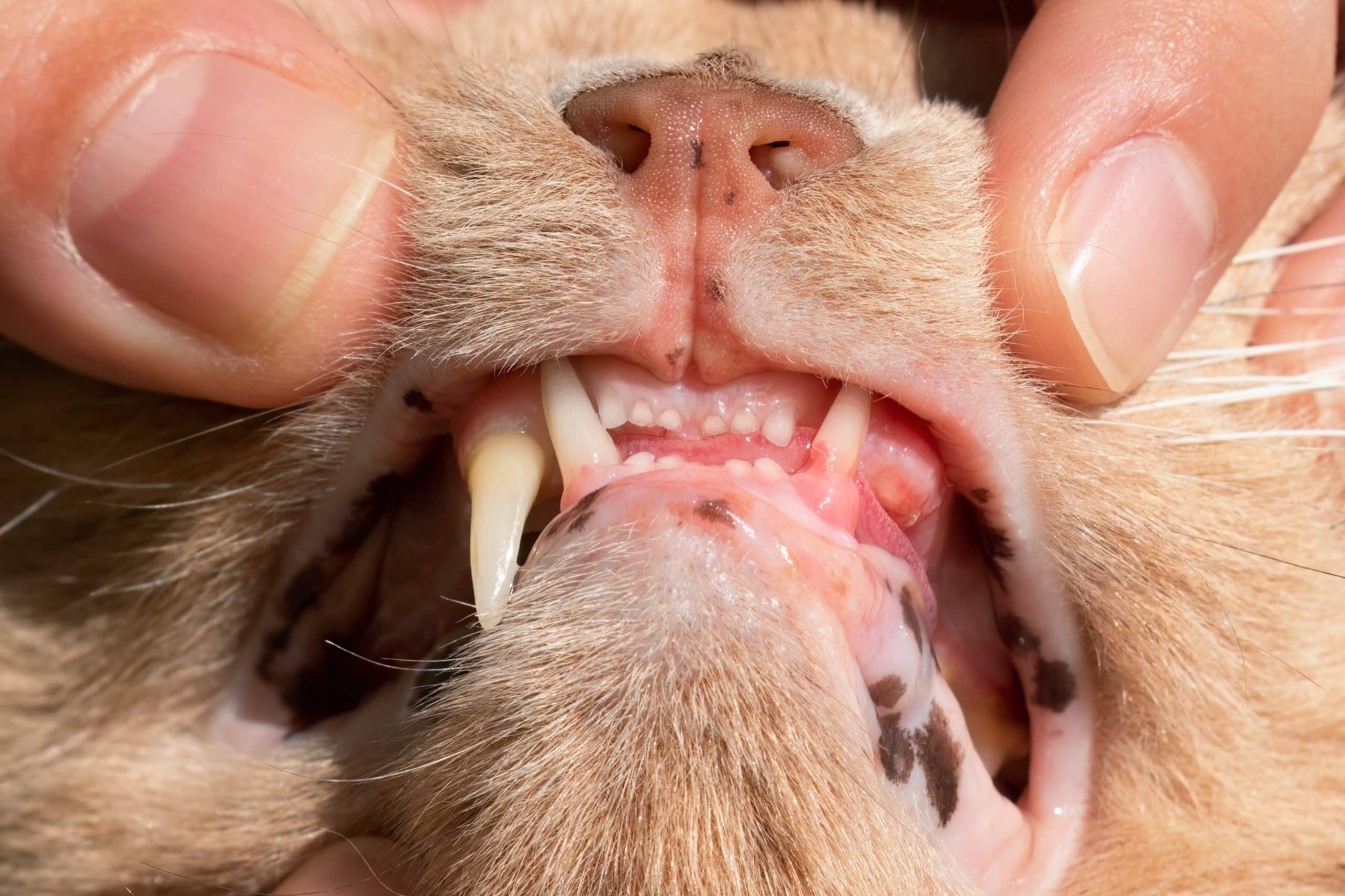 Close-up of a veterinarian gently holding a cat's mouth open, revealing its sharp fangs and gums. The cat's light brown fur contrasts with its prominently displayed nose, while the vet's fingers partially frame the upper part of the mouth.