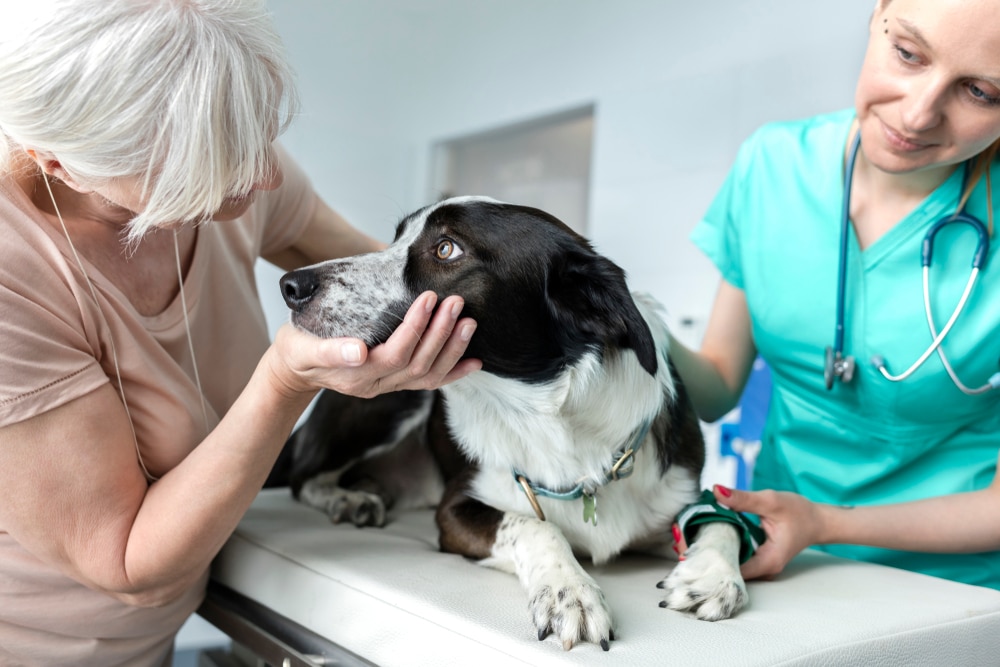 An older woman gently holds a black and white dog’s face while a veterinarian in scrubs and a stethoscope checks the dog’s health on an exam table in a veterinary clinic.