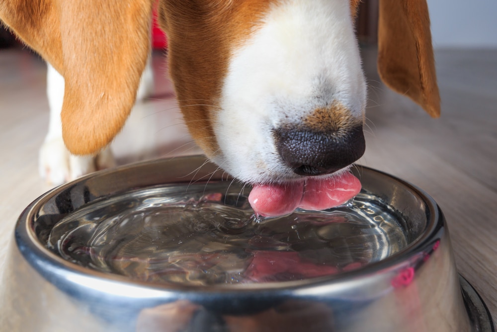 A close-up of a dog drinking water from a metallic bowl, reminiscent of a veterinarian’s office. The dog's tongue laps at the water while its brown and white fur fills the frame. The image captures the dog's muzzle and the ripples with care, just like how vets tend to their patients.