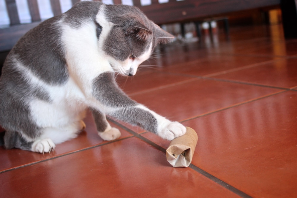 A gray and white cat playfully paws at a brown, rolled-up cardboard tube on a terracotta tiled floor, looking like it just got a playful nod of approval from the vet. The curious feline remains fully engaged with its new favorite object.