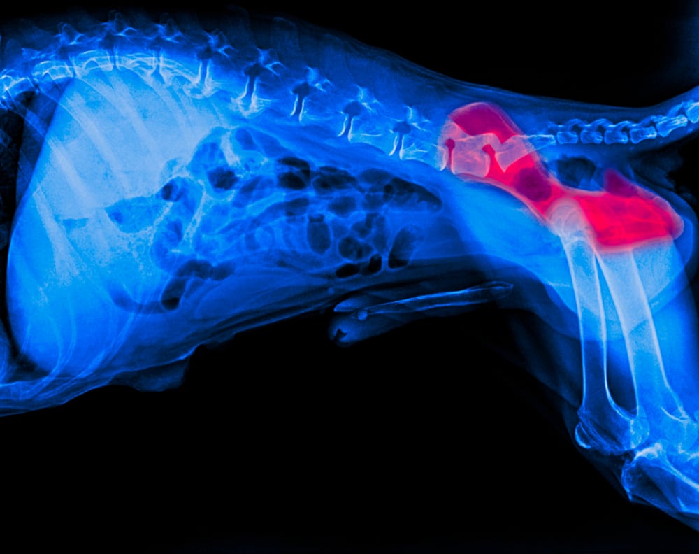 An X-ray, often used by veterinarians, reveals a side view of the dog's spine, ribs, and hip joints. The hip area is highlighted in red, suggesting inflammation or an issue. The dark background accentuates the bone structure for clearer vet analysis.