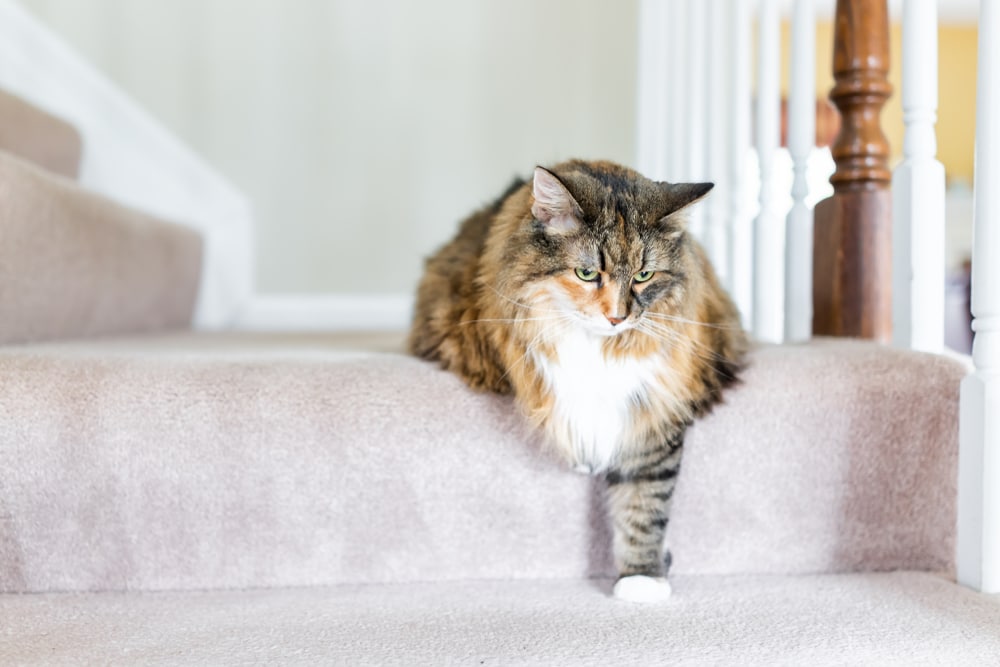 Fluffy brown and white cat lounging on carpeted stairs, one paw hanging over the edge, as if waiting for a visit to the vet. The background features a wooden banister and neutral walls.