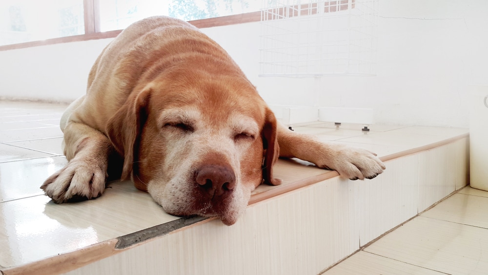 A senior dog with a light brown coat is peacefully sleeping on a tiled floor, basking in the soft light filtering through a window. Its front paws stretch over a small step, while its eyes remain gently closed, as if dreaming of visits to the vet for treats and care.