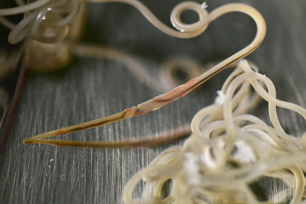 Close-up of tangled parasitic worms on a metallic surface, akin to what a veterinarian might examine. One worm prominently curves with a detailed, slightly reddish middle section. They're thin, elongated, and cream-colored.