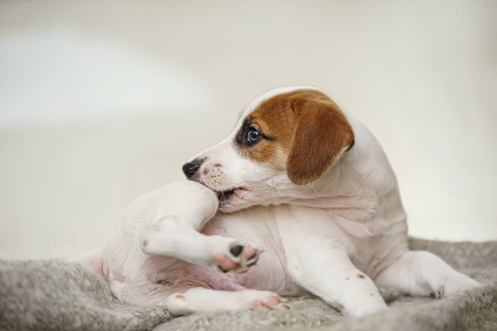 A small white and brown puppy lies on a soft gray blanket, looking to its side while playfully nibbling its own paw, as if dreaming of future vet visits. The background is softly blurred, emphasizing the puppy's relaxed and curious expression.