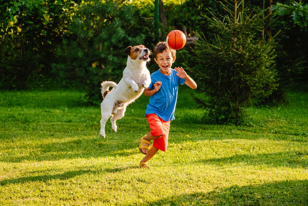 A young boy in a blue shirt and red shorts is joyfully playing with a small dog on a grassy field. The dog, regularly checked by the veterinarian, is leaping toward an orange ball in mid-air. Both appear happy and energetic in the sunny setting.