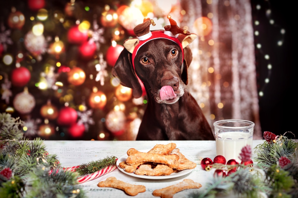 A brown dog wearing reindeer antlers licks its nose while sitting at a table with a plate of bone-shaped cookies and a glass of milk. The festive background, complete with a decorated Christmas tree and lights, almost makes you wonder if it's ready for a holiday visit to the vet!.