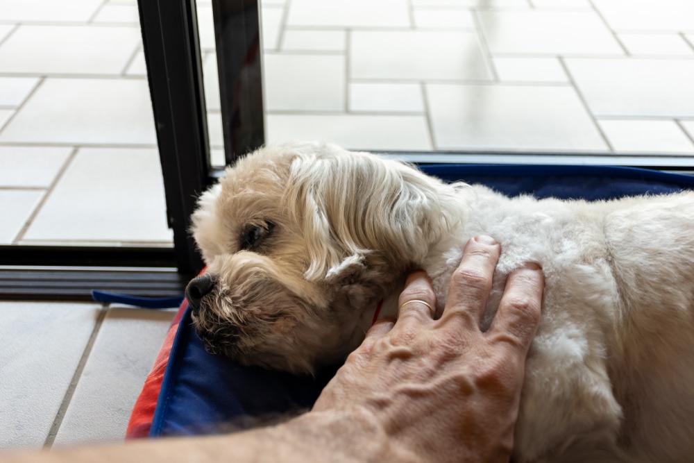 A small, fluffy white dog is lying on a blue and red cushion near a glass door. A hand, likely from the veterinarian, gently pets the dog's back. The light-tiled floor adds to the tranquil atmosphere as the dog appears relaxed and content.