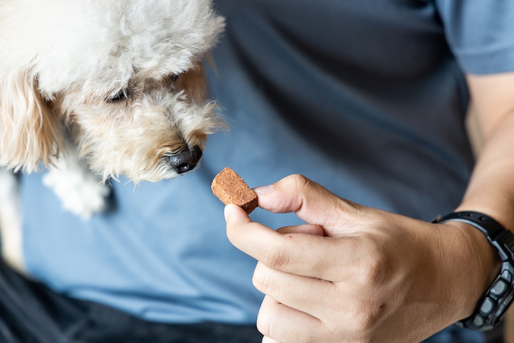 A person, possibly a veterinarian, is holding a small brown dog treat, offering it to a curious, fluffy white dog. The individual in a blue shirt and black watch watches as the attentive dog sniffs the treat with interest.