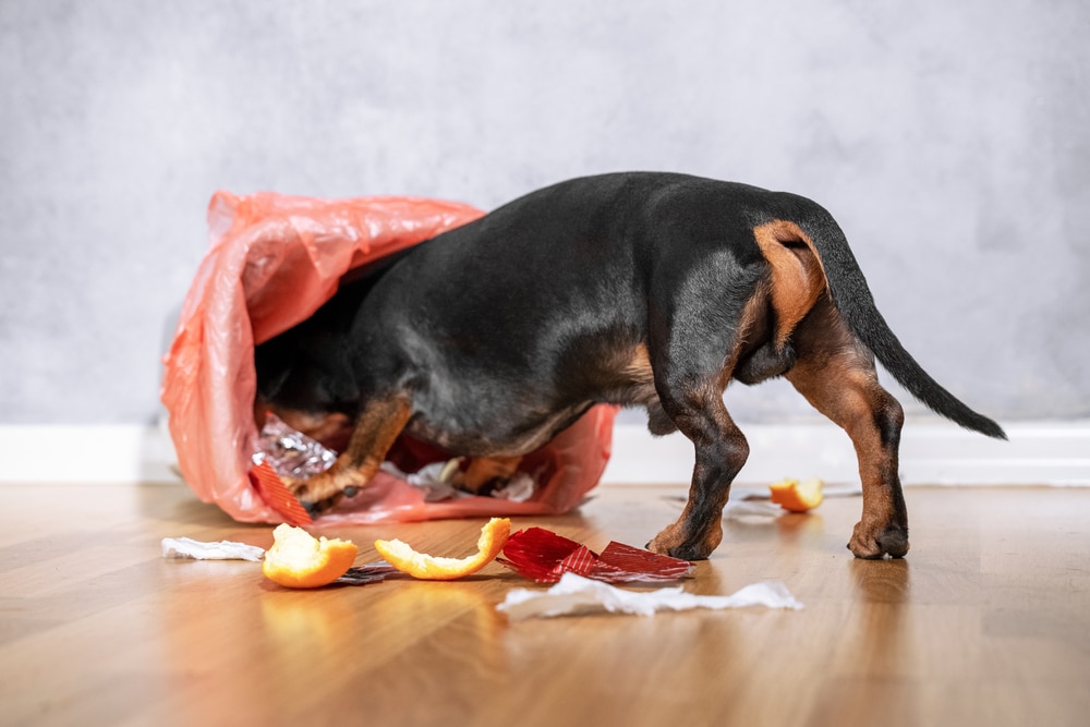 A small black and brown dog, perhaps needing a visit to the vet, rummages through a pink trash bag on a wooden floor. Discarded trash and orange fruit peels are scattered around as its head explores the bag, with only its wagging tail in sight.
