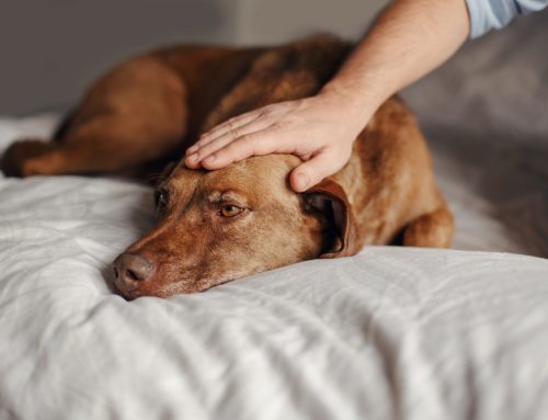 Providing Dignity, Love, and Comfort with Pet Hospice and Palliative Care