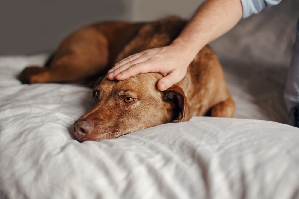 A brown dog rests on a bed, looking calm and relaxed as a person's hand, likely that of a vet, gently pets its head. This simple gesture conveys comfort and affection in a setting reminiscent of the warm care found at a veterinarian's office. The softly blurred background focuses on their bond.
