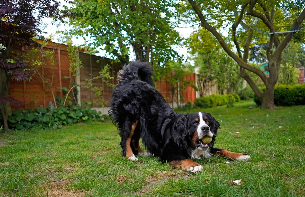 A large black and brown dog with white markings is playfully crouching on a grassy lawn, clutching a tennis ball in its mouth. The cheerful scene, complete with green trees and a wooden fence, looks like the perfect place for any vet to see pets at their happiest.